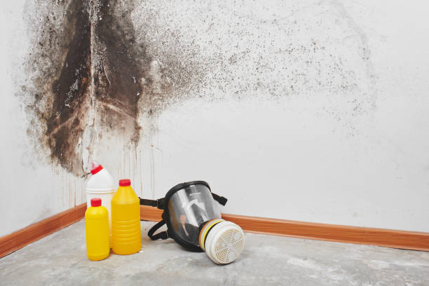 Best Fast Mold Removal  in Paonia, CO