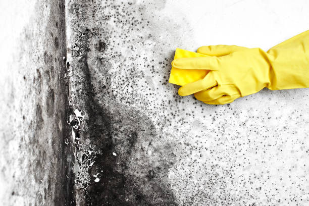 Best Mold Testing  in Paonia, CO