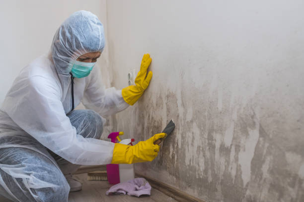 Best Residential Mold Removal  in Paonia, CO