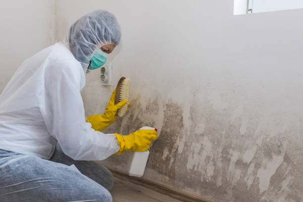 Best Professional Mold Removal  in Paonia, CO