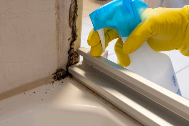 Home Mold Removal in Paonia, CO