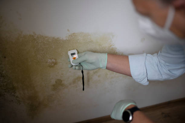 Best Local Mold Removal Service  in Paonia, CO