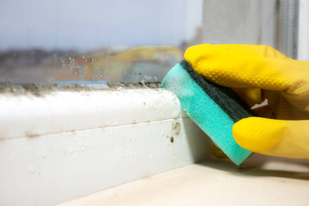 Best Mold Removal Company Near Me  in Paonia, CO