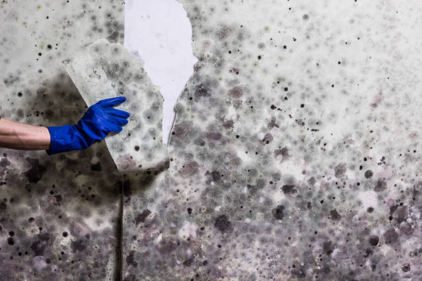 Mold Removal and Inspection in Paonia, CO