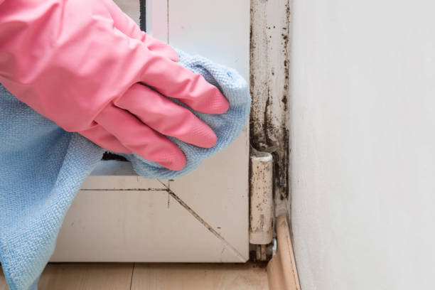 Best Residential Mold Removal  in Paonia, CO