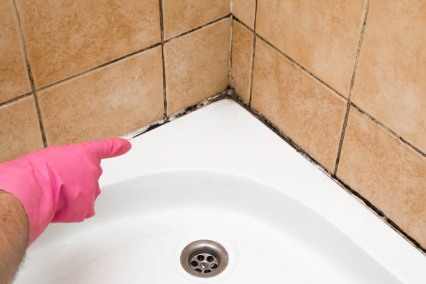 Best Mold Remediation  in Paonia, CO